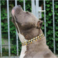 Capone Curb Link - Small Size Range | Luxury Collar