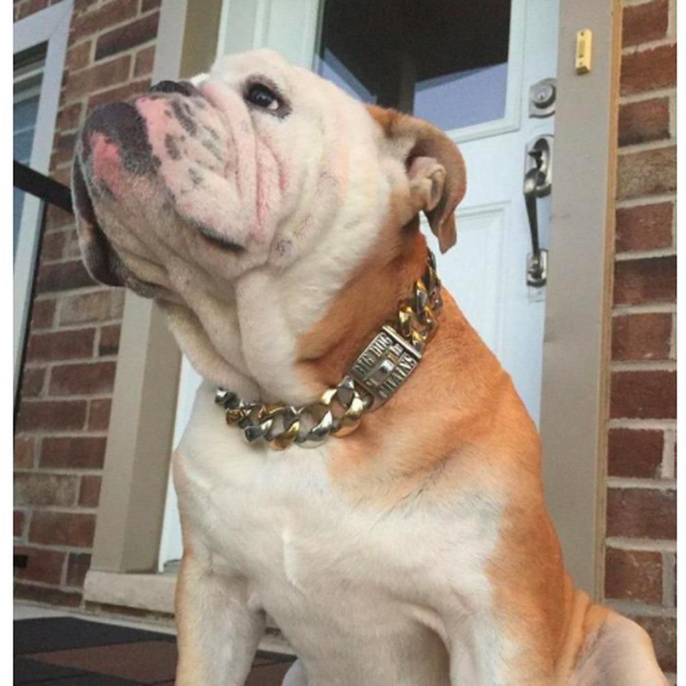 Capone Curb Link - Small Size Range | Luxury Collar