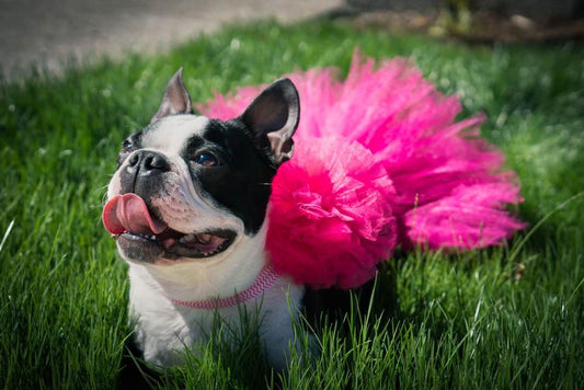 Hot Pink Dog Tutu Skirt | XS-XXXL