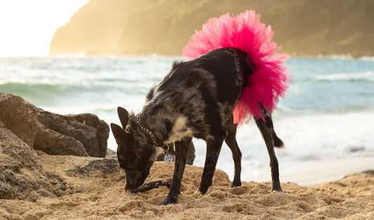 Hot Pink Dog Tutu Skirt | XS-XXXL