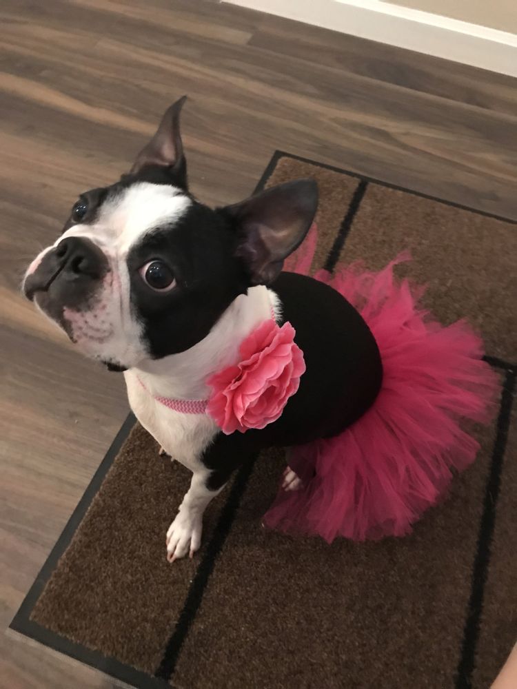 Hot Pink Dog Tutu Skirt | XS-XXXL