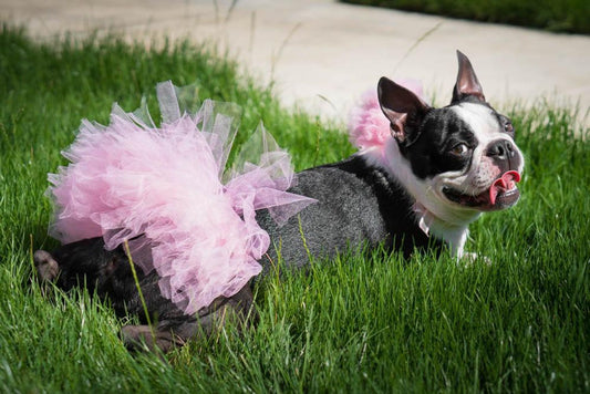 Light Pink Dog Tutu Skirt | XS-XXXL