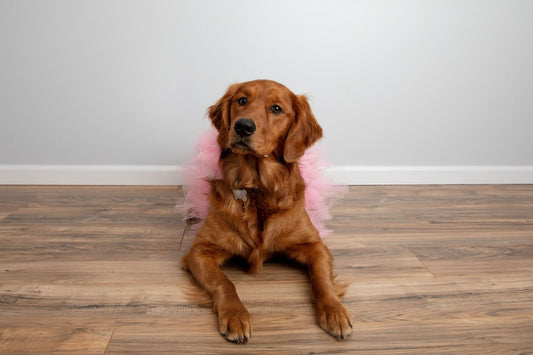 Light Pink Dog Tutu Skirt | XS-XXXL