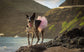 Light Pink Dog Tutu Skirt | XS-XXXL