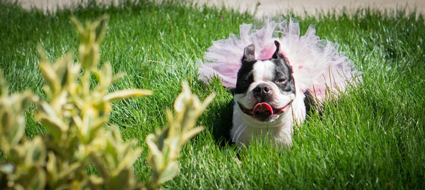 Light Pink Dog Tutu Skirt | XS-XXXL